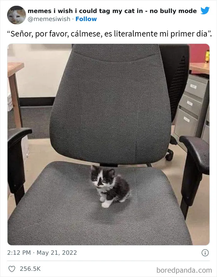 20 “Memes en los que me gustaría poder etiquetar a mi gato” compartidos en esta cuenta de Twitter (imágenes nuevas)