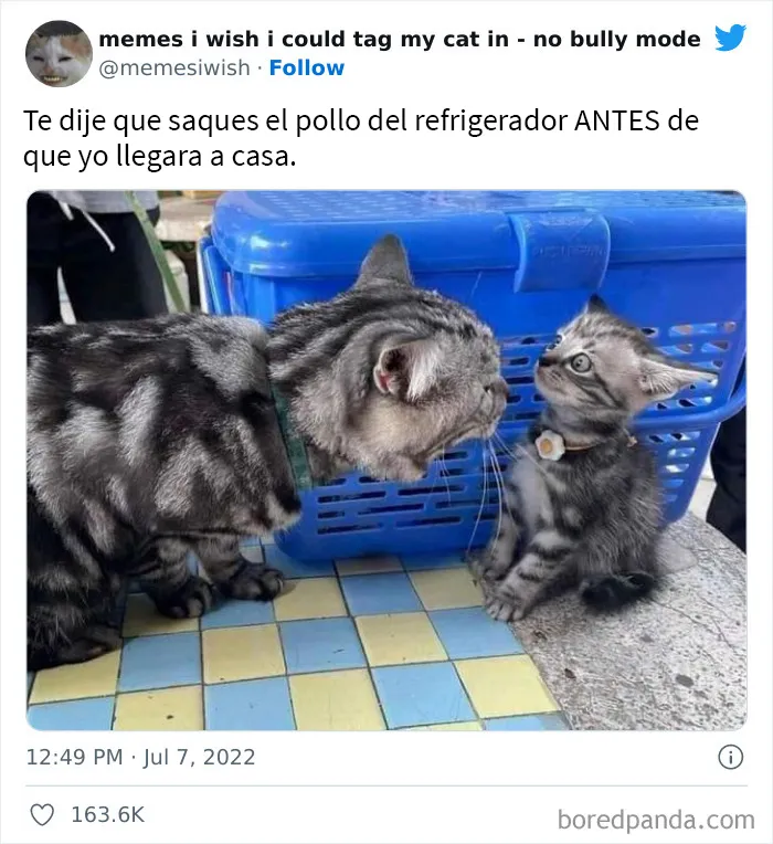 20 “Memes en los que me gustaría poder etiquetar a mi gato” compartidos en esta cuenta de Twitter (imágenes nuevas)