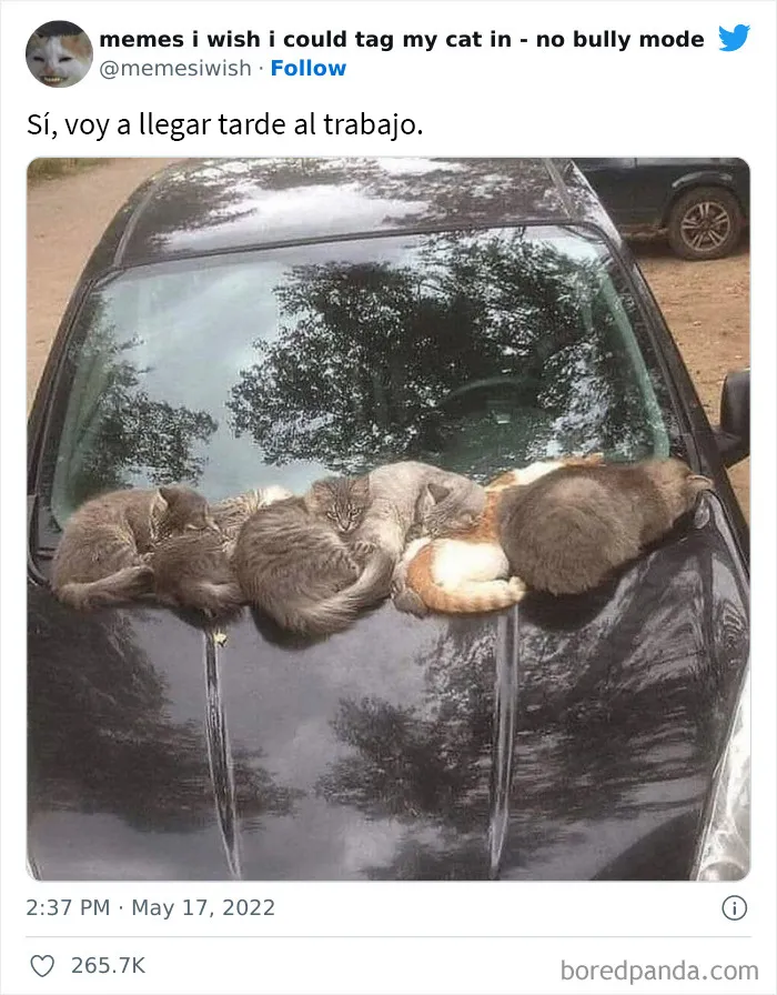 20 “Memes en los que me gustaría poder etiquetar a mi gato” compartidos en esta cuenta de Twitter (imágenes nuevas)