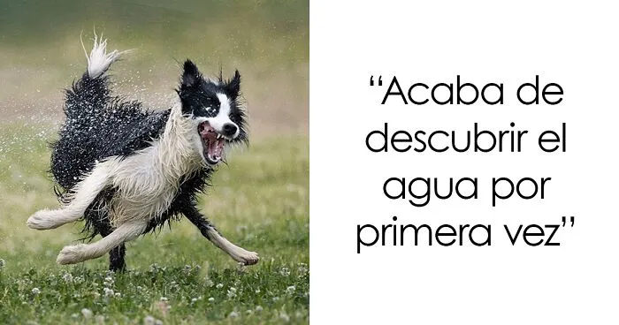 Si tienes un mal día, estos finalistas de los Premios de fotografía Comedy Pet 2022 seguro que lo mejoran (26 fotos)