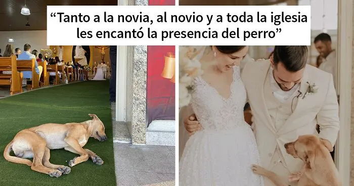 Este perro callejero "invadió" una boda y acabó siendo adoptado por los recién casados