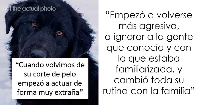 Esta persona recoge a su perro del peluquero y se da cuenta de que actúa de forma extraña, hasta que descubre la verdad 4 meses después