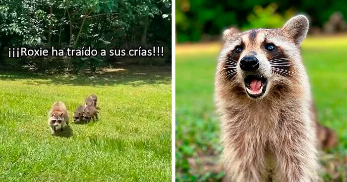 Esta madre mapache lleva a sus 4 hijos a conocer a la señora que le daba de comer