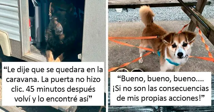 40 Perretes que te derretirán el corazón, compartidos en el grupo online 'Rare Puppers'