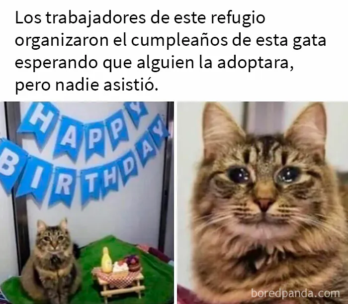 Gracias, odio lo triste que esto me hizo sentir