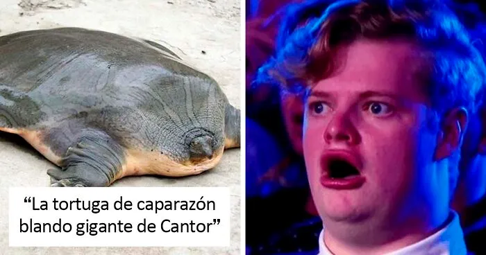 20 Animales que probablemente no hayas visto antes, compartidos en esta cuenta de Twitter