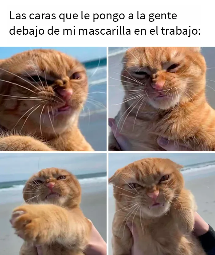 20 “Memes sobre el trabajo” para ayudarte con la jornada laboral