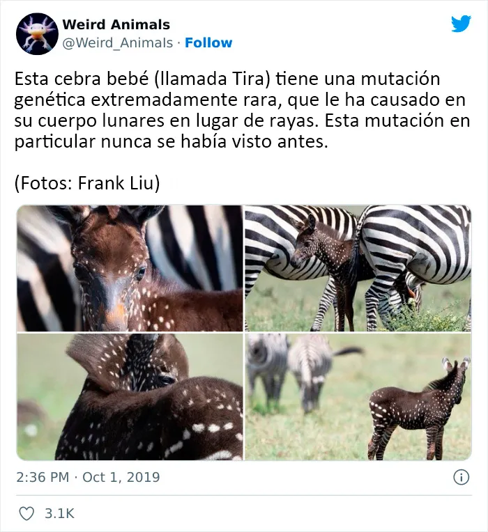 20 Animales que probablemente no hayas visto antes, compartidos en esta cuenta de Twitter