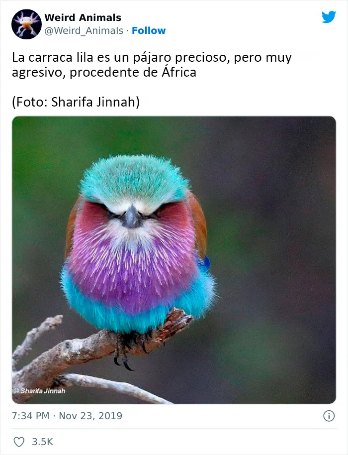 20 Animales que probablemente no hayas visto antes, compartidos en esta cuenta de Twitter