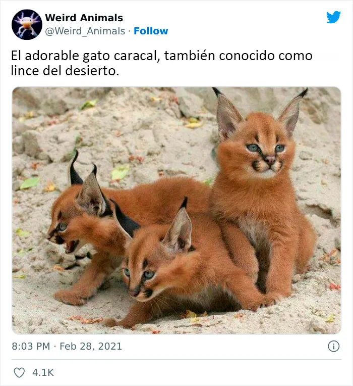 20 Animales que probablemente no hayas visto antes, compartidos en esta cuenta de Twitter
