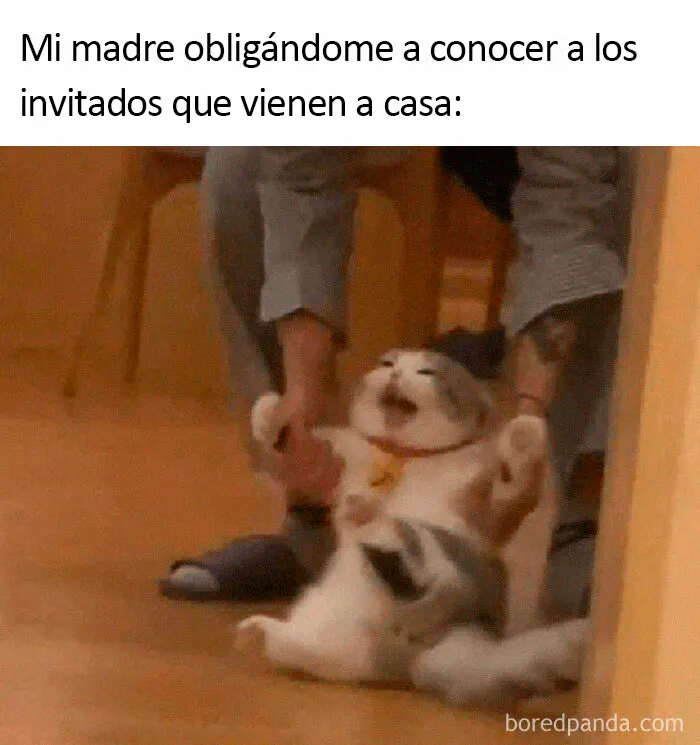 20 Memes dolorosamente divertidos sobre ser introvertidos, compartidos en este grupo online