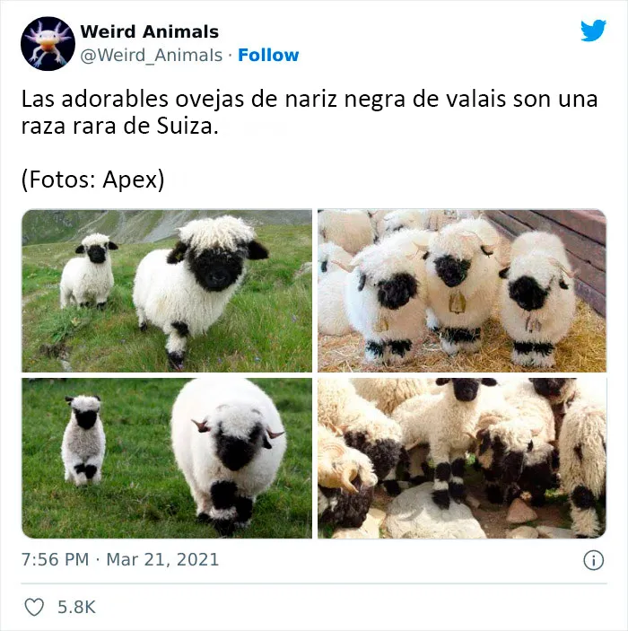 20 Animales que probablemente no hayas visto antes, compartidos en esta cuenta de Twitter