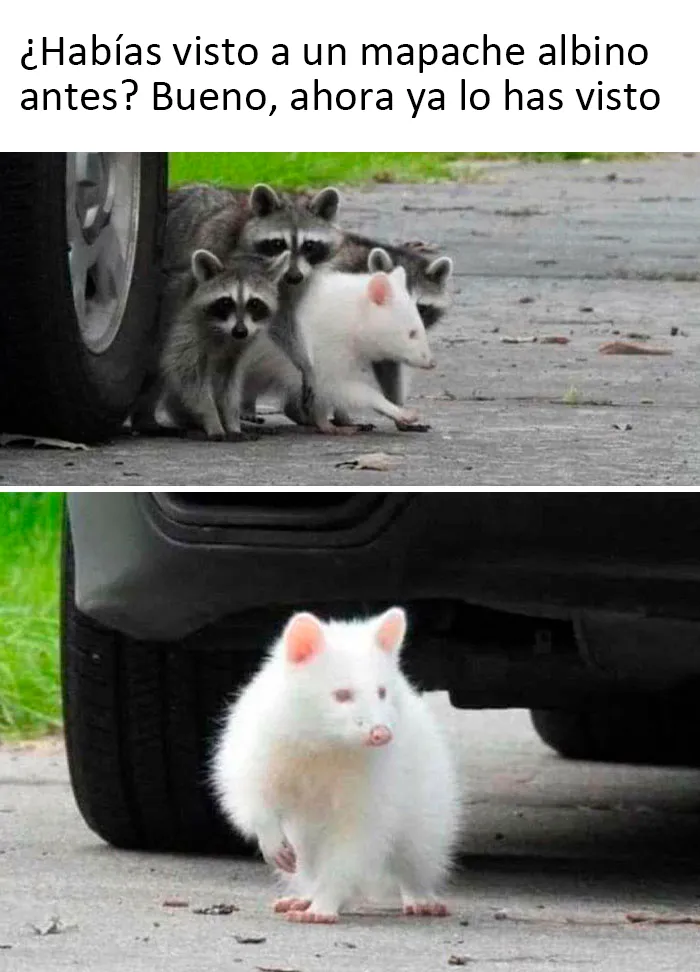Este grupo de Facebook celebra a esos animales "adorables pero no", que quizá cambien tu opinión al respecto (25 fotos)