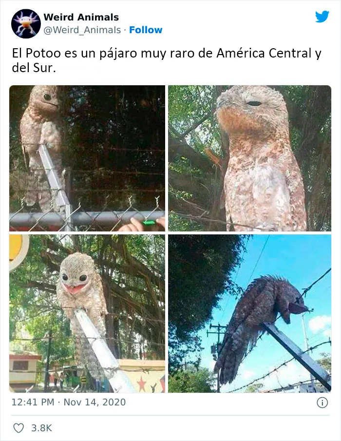 20 Animales que probablemente no hayas visto antes, compartidos en esta cuenta de Twitter
