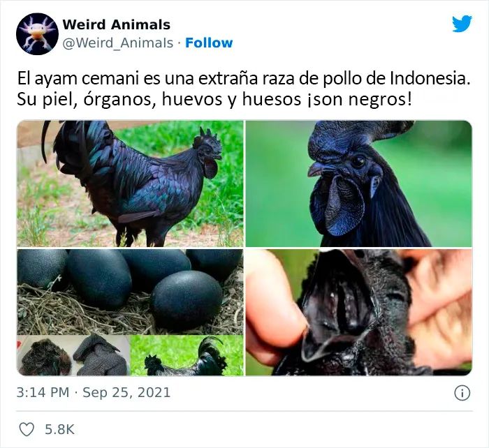 20 Animales que probablemente no hayas visto antes, compartidos en esta cuenta de Twitter