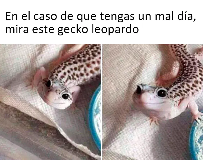 Este grupo de Facebook celebra a esos animales "adorables pero no", que quizá cambien tu opinión al respecto (25 fotos)
