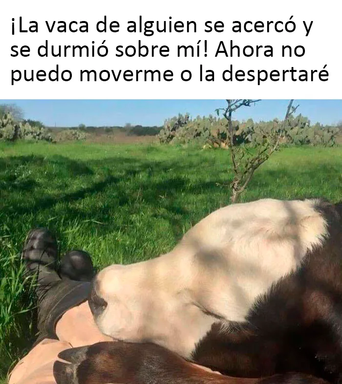 Este grupo de Facebook celebra a esos animales "adorables pero no", que quizá cambien tu opinión al respecto (25 fotos)