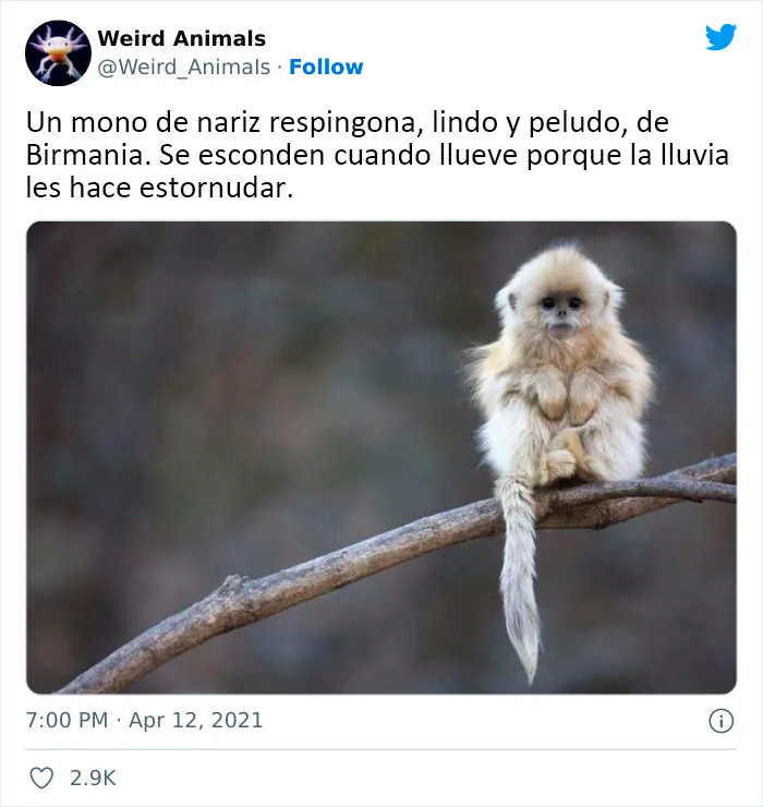 20 Animales que probablemente no hayas visto antes, compartidos en esta cuenta de Twitter