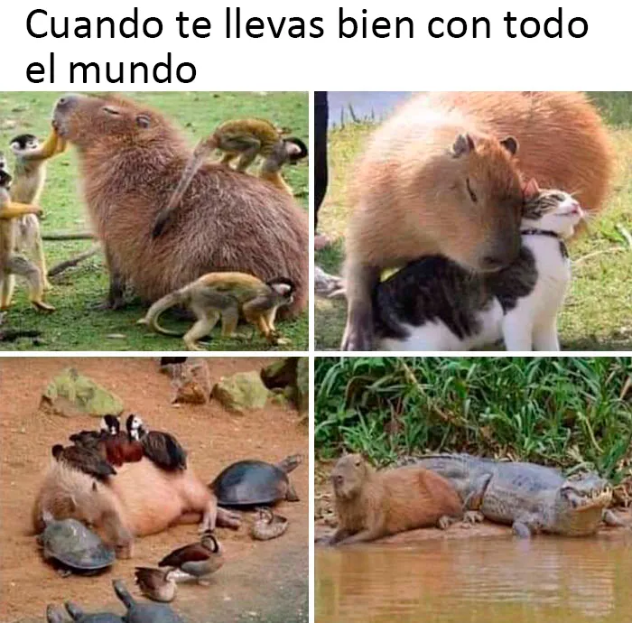 Este grupo de Facebook celebra a esos animales "adorables pero no", que quizá cambien tu opinión al respecto (25 fotos)