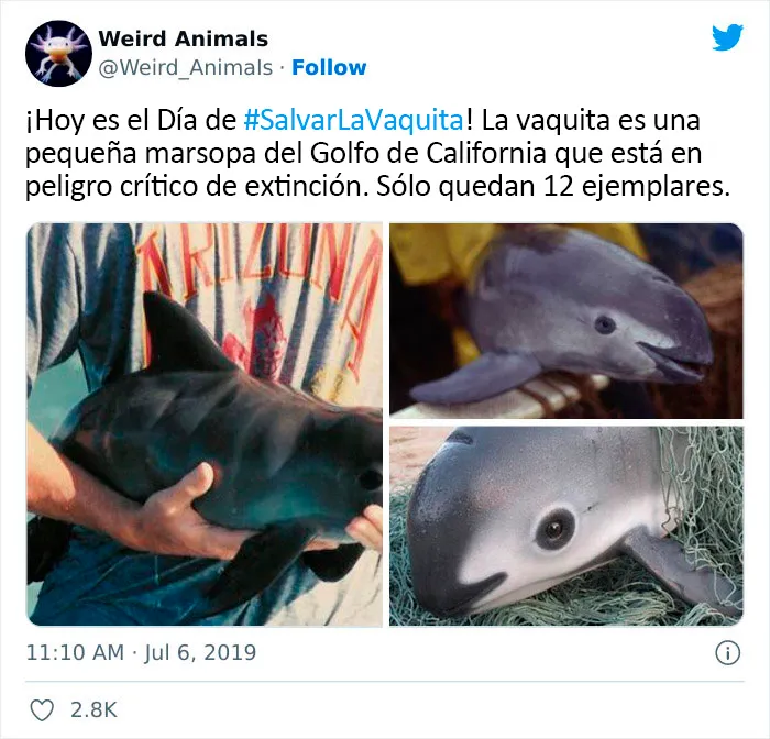 20 Animales que probablemente no hayas visto antes, compartidos en esta cuenta de Twitter