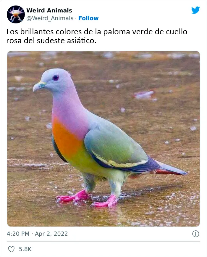 20 Animales que probablemente no hayas visto antes, compartidos en esta cuenta de Twitter