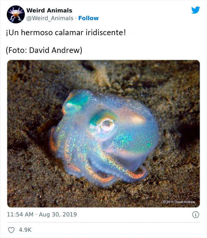 20 Animales que probablemente no hayas visto antes, compartidos en esta cuenta de Twitter