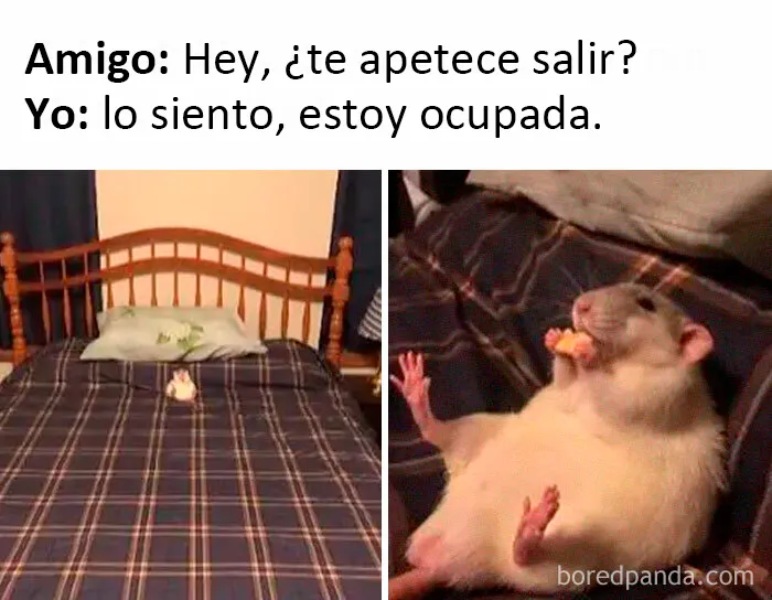 20 Memes dolorosamente divertidos sobre ser introvertidos, compartidos en este grupo online