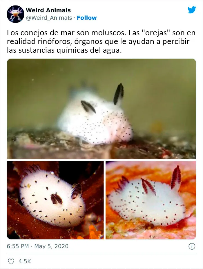 20 Animales que probablemente no hayas visto antes, compartidos en esta cuenta de Twitter
