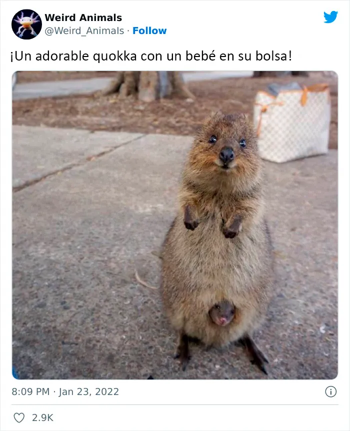 20 Animales que probablemente no hayas visto antes, compartidos en esta cuenta de Twitter