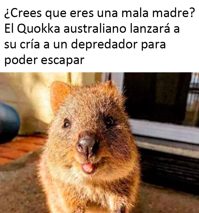 Este grupo de Facebook celebra a esos animales "adorables pero no", que quizá cambien tu opinión al respecto (25 fotos)