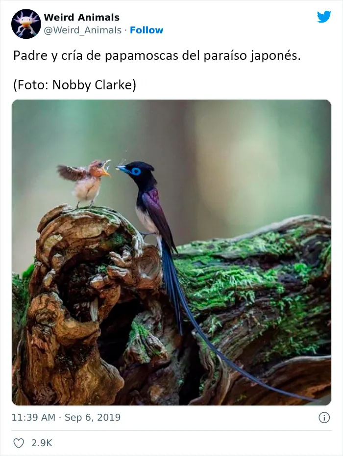 20 Animales que probablemente no hayas visto antes, compartidos en esta cuenta de Twitter