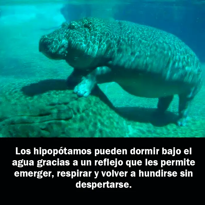 20 Hechos aleatorios que cuesta creer pero que son completamente ciertos, compartidos en esta cuenta enciclopédica de Instagram