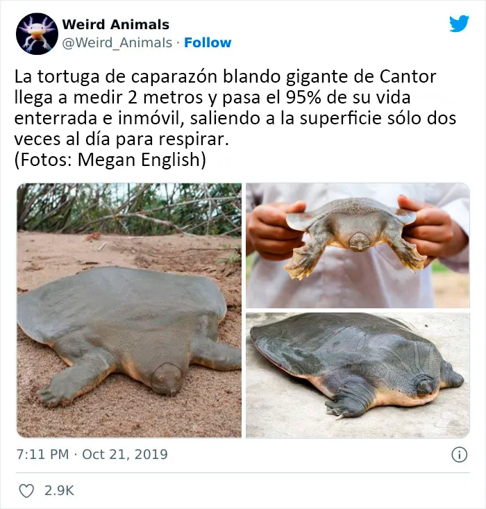 20 Animales que probablemente no hayas visto antes, compartidos en esta cuenta de Twitter