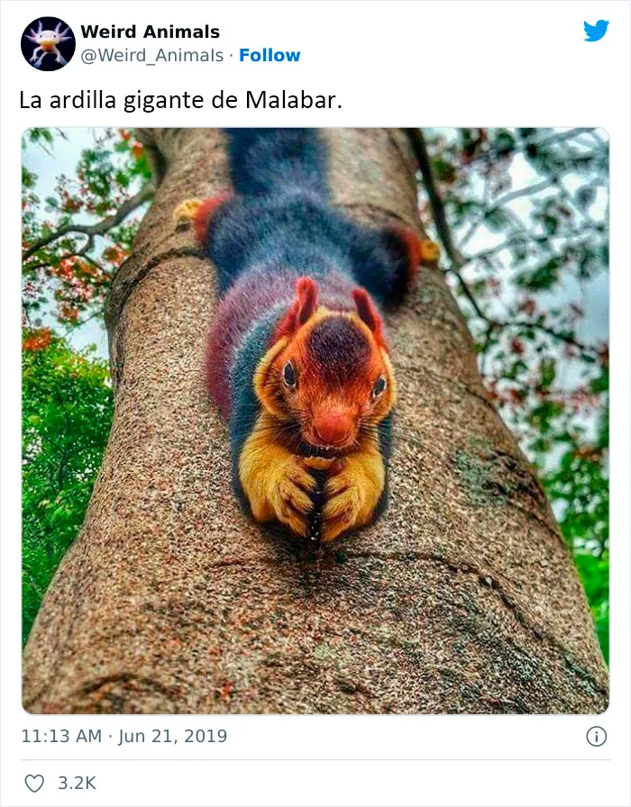 20 Animales que probablemente no hayas visto antes, compartidos en esta cuenta de Twitter