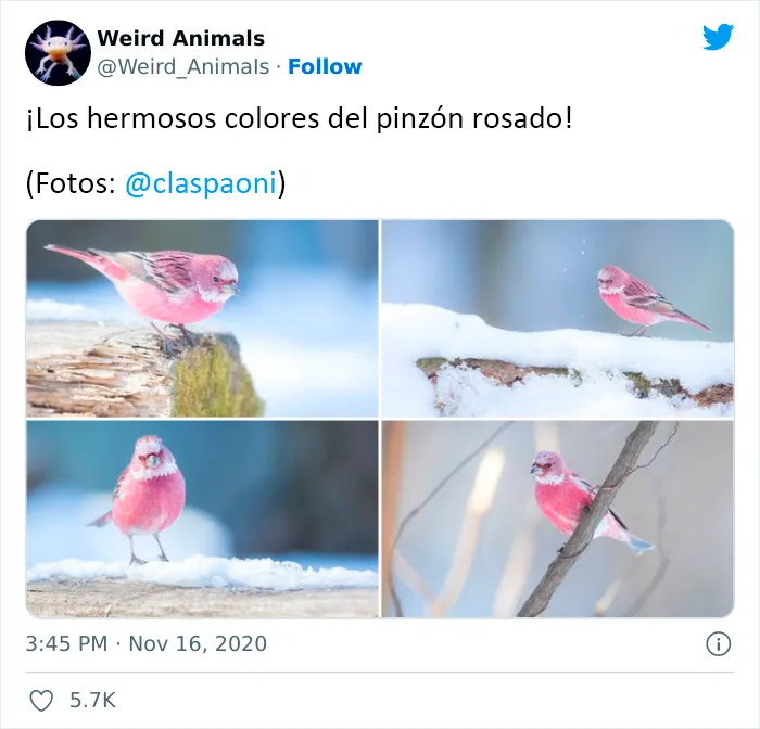 20 Animales que probablemente no hayas visto antes, compartidos en esta cuenta de Twitter