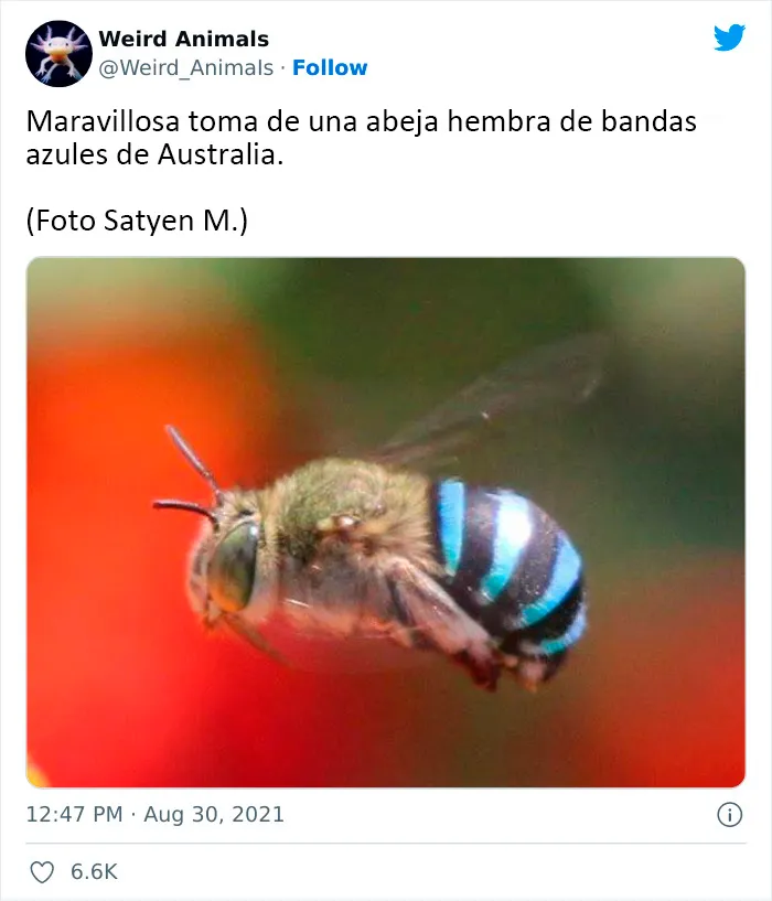 20 Animales que probablemente no hayas visto antes, compartidos en esta cuenta de Twitter