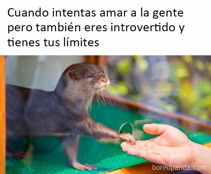 20 Memes dolorosamente divertidos sobre ser introvertidos, compartidos en este grupo online