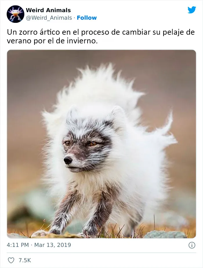 20 Animales que probablemente no hayas visto antes, compartidos en esta cuenta de Twitter