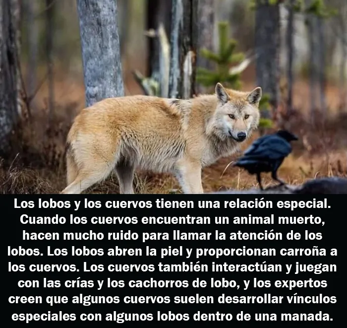 20 Hechos aleatorios que cuesta creer pero que son completamente ciertos, compartidos en esta cuenta enciclopédica de Instagram
