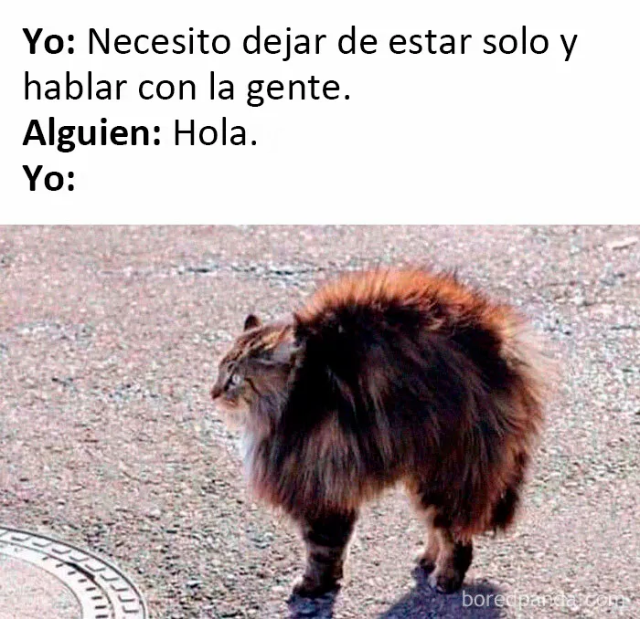 20 Memes dolorosamente divertidos sobre ser introvertidos, compartidos en este grupo online