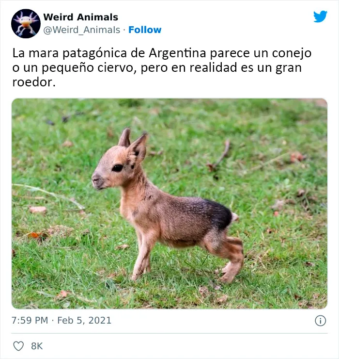20 Animales que probablemente no hayas visto antes, compartidos en esta cuenta de Twitter