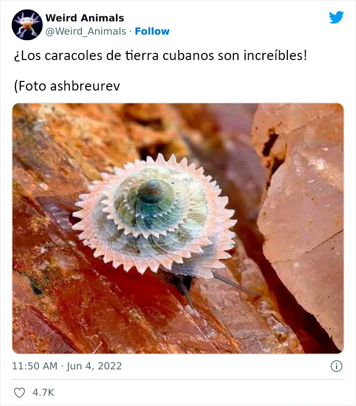 20 Animales que probablemente no hayas visto antes, compartidos en esta cuenta de Twitter