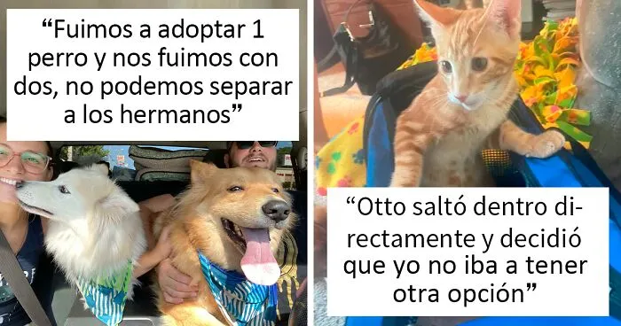 35 Reconfortantes fotos de mascotas adoptadas este mes de agosto