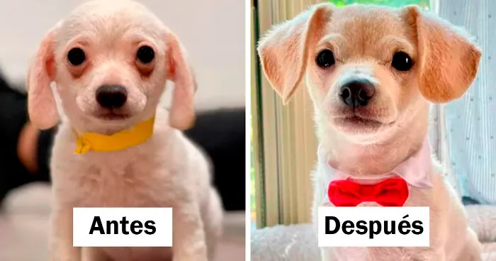 40 Fotos de perros antes y después de ser adoptados que te derretirán el corazón (nuevas fotos)