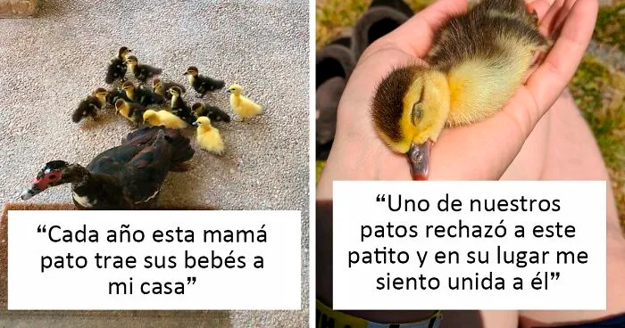 30 Adorables fotos de patos a las que no te podrás resistir