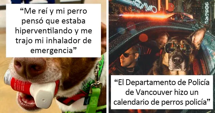 40 Fotos de perros trabajadores que son tan adorables como edificantes