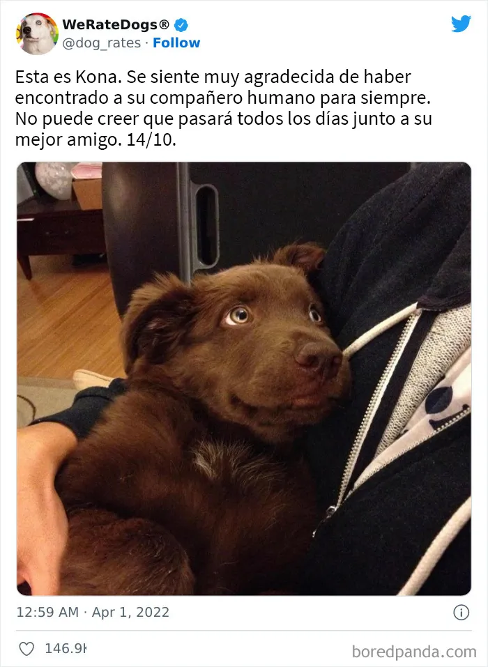 La cuenta de Twitter “WeRateDogs” tiene ya 9 millones de seguidores, y valora a los perros de la gente de forma tan graciosa como adorable (20 imágenes nuevas)