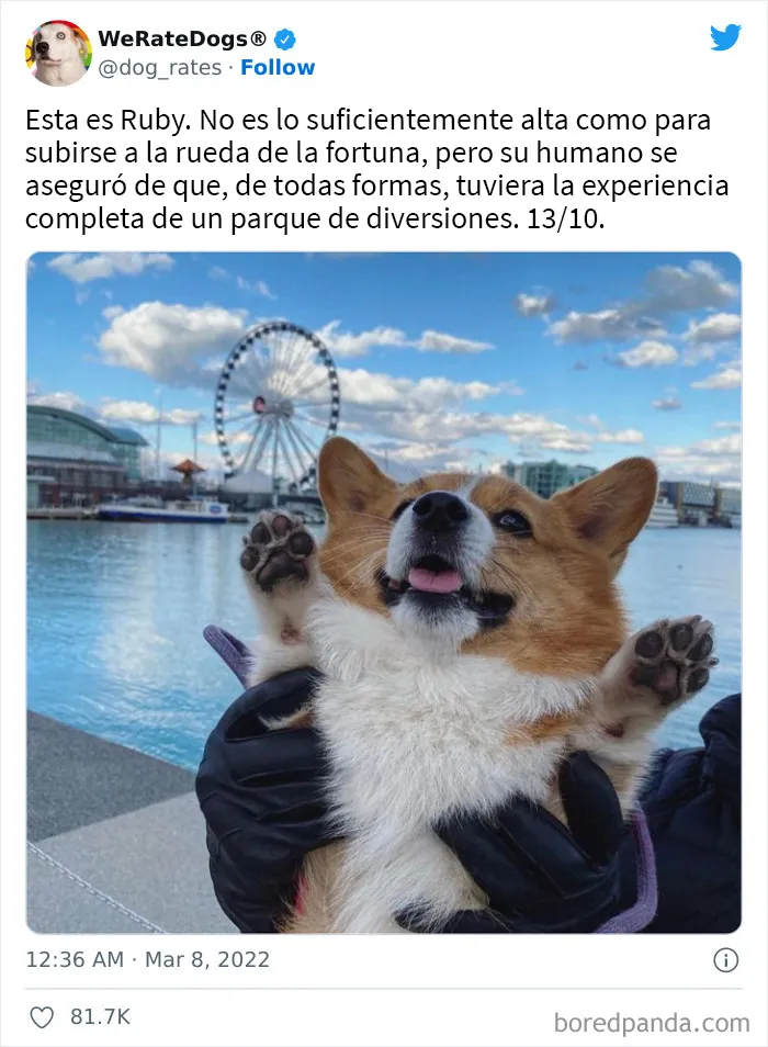 La cuenta de Twitter “WeRateDogs” tiene ya 9 millones de seguidores, y valora a los perros de la gente de forma tan graciosa como adorable (20 imágenes nuevas)