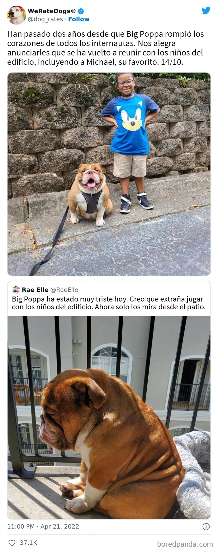 La cuenta de Twitter “WeRateDogs” tiene ya 9 millones de seguidores, y valora a los perros de la gente de forma tan graciosa como adorable (20 imágenes nuevas)
