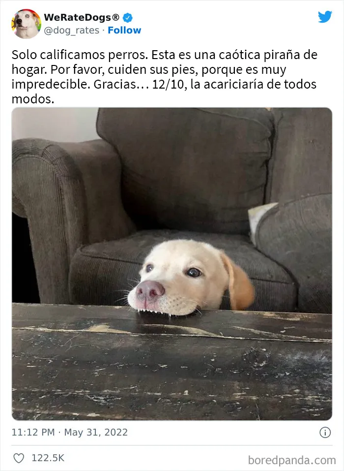 La cuenta de Twitter “WeRateDogs” tiene ya 9 millones de seguidores, y valora a los perros de la gente de forma tan graciosa como adorable (20 imágenes nuevas)